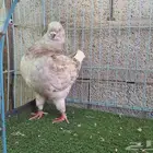 ذكر كنق ملكي _تم البيع