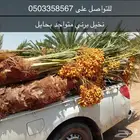 صقعي شبيبي مجدول ونان
