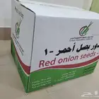 بصل احمر بافطيم حضرمي يمني