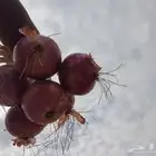 بذور بصل حضرمي