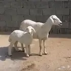 غنم مقاني عددها 3 تحتها 2