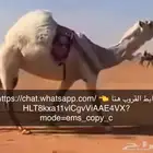 حياكم الله إبل غنم حلال كل شي قروب