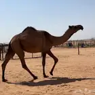 بكره صفرا لقحه