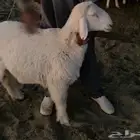 للبيع مشروع فحل