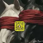 نشر للمتاجر واصحاب المشاريع والحسابات الشخصيه