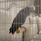 كاسكو متكلم للبيع