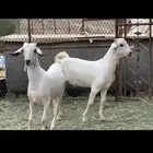 مشاريع فحول بيشيه