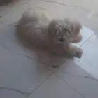 مالتيز العمر شهرين