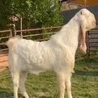 تيس ابيض ابرص جذع