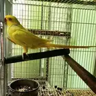 ذكر درة لاتينو منتج