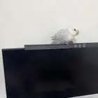 طير روز هدد داخلي