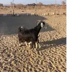 معزا متابيع