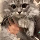 half sherazi half Scottish kittens for adoption