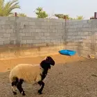 خروف نعيم داغور