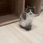 قطه أنثى شيراز