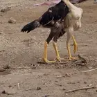 دجاج شامو ياباني أليف جدا