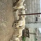 رخال وطليان حريات