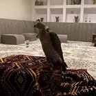 جير شاهين بريرا