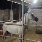 حصان شعبي