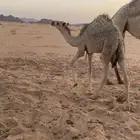 قعود للبيع