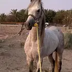 حصان شعبي