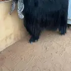 تيس عارضي فحل منتج صنف تم البيع