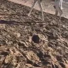 جنوب الهمجيه
