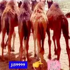 حوار البيع بالربع والنص وكامل