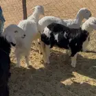 3 خرفان ورخل ذبايح