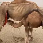 خلفة ساحليه