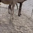 قعدان تربيه
