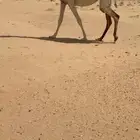 لقحه كفو