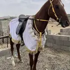 حصان انقليزي مشروك