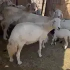 ضان كفو دفاع