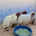 طليان نعيم الريآض حي الشفآء آي مكان نوصل فيه ذبح باقي آثنين