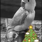 parrot for sale
