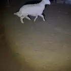 طليان حريات ونعيمي