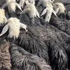 مراح كامل غنم نجد