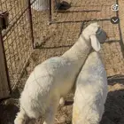 بهم حري كفو