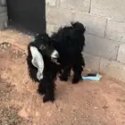 تيس العمر تقريبا 10شهور