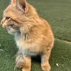 قط برتقالي على السوم