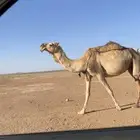 ضريبه عونيه