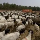 برابر مرابي فل شحم ولحم