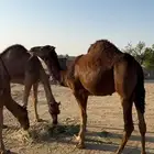 بكار سواحل حمر دهم