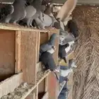 للبيع حمام زاجل ازرق