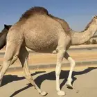 بكره مفرودة