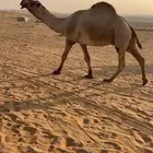 للبيع قعود اشعل على غرنوق منتج