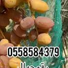 تمور خلاص فاخر للبيع ماشاءالله تبارك الله تمر كبير