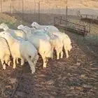 طليان أضاحي