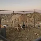 حشو بكار